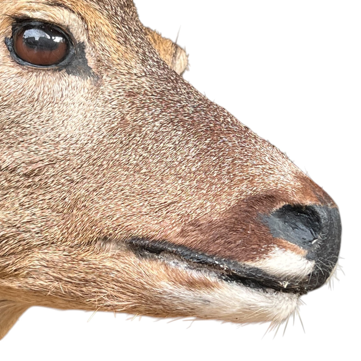 Close-up of a deer's face, showing its brown eye, textured fur, and dark nose against a plain white background.