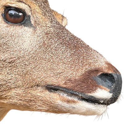 Close-up of a deer's face, showing its brown eye, textured fur, and dark nose against a plain white background.