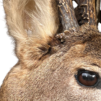 Close-up detail of a mounted deer head taxidermy piece, showing the ear, fur texture, eye, and part of the antler against a white background.