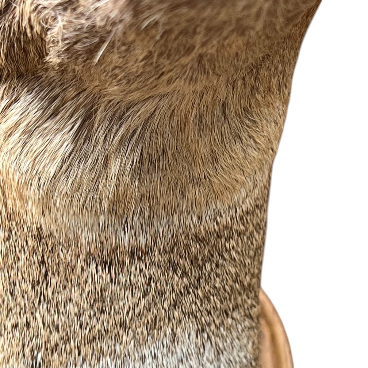 Close-up of a deer's neck and shoulder fur, showing a mix of brown, tan, and cream tones against a plain white background.