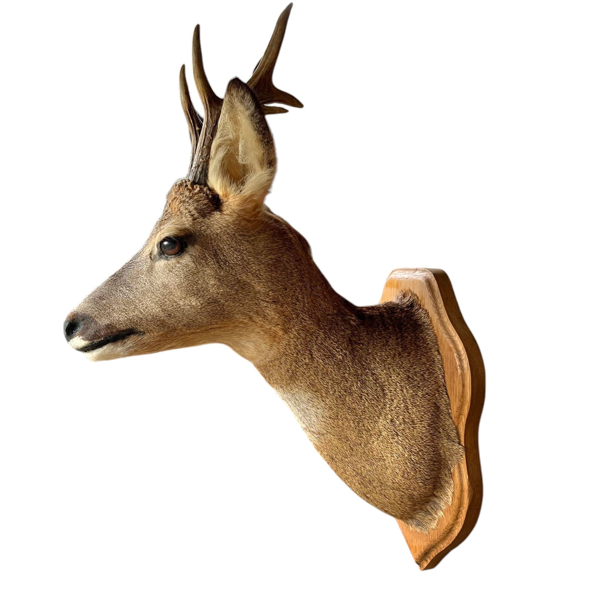 A taxidermy deer head mount with antlers on a wooden wall plaque, shown in profile against a plain white background.