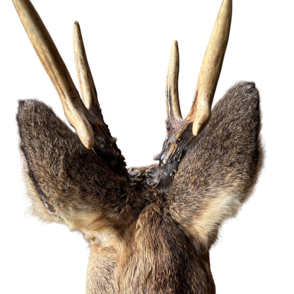 A close-up of a taxidermy deer head mount showing the detailed antlers, ears, and fur against a solid white background.