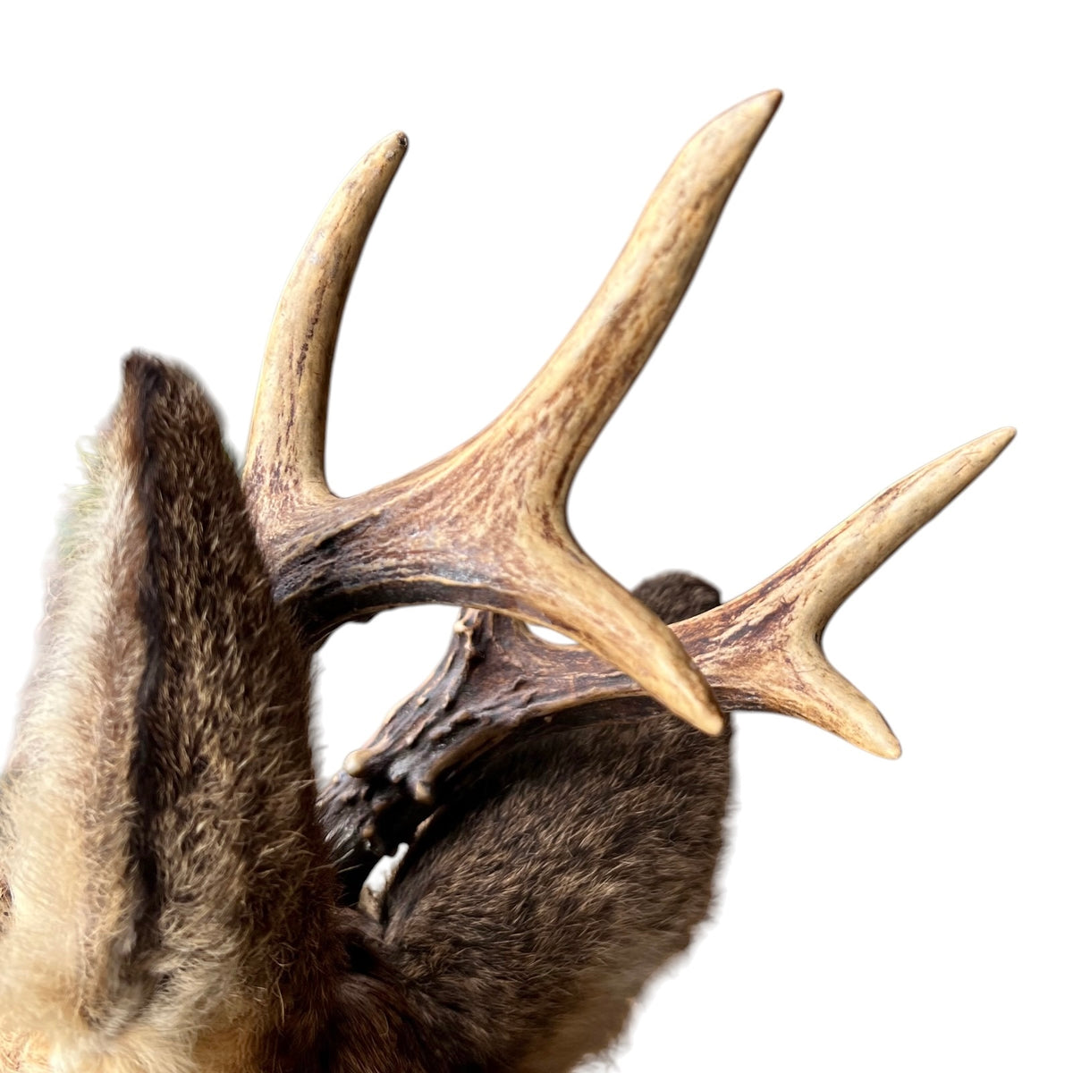 A taxidermy deer antler mount attached to a fur-covered base, shown against a plain white background.