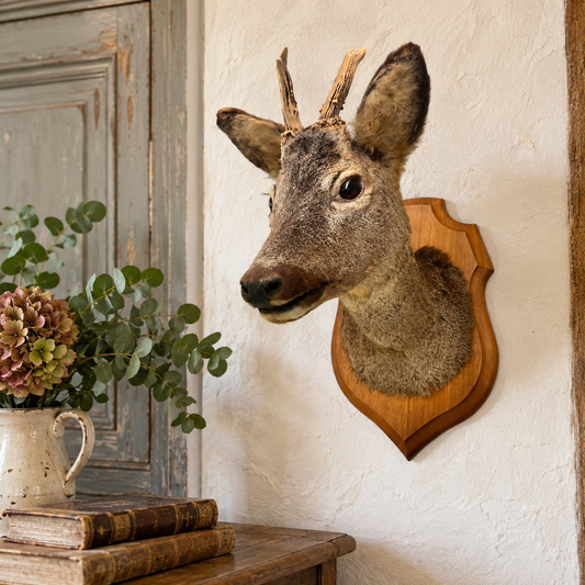 A taxidermy deer head mount on a wooden shield plaque, displayed on a textured white wall in a rustic room setting with a wooden table, books, and a vase of flowers.