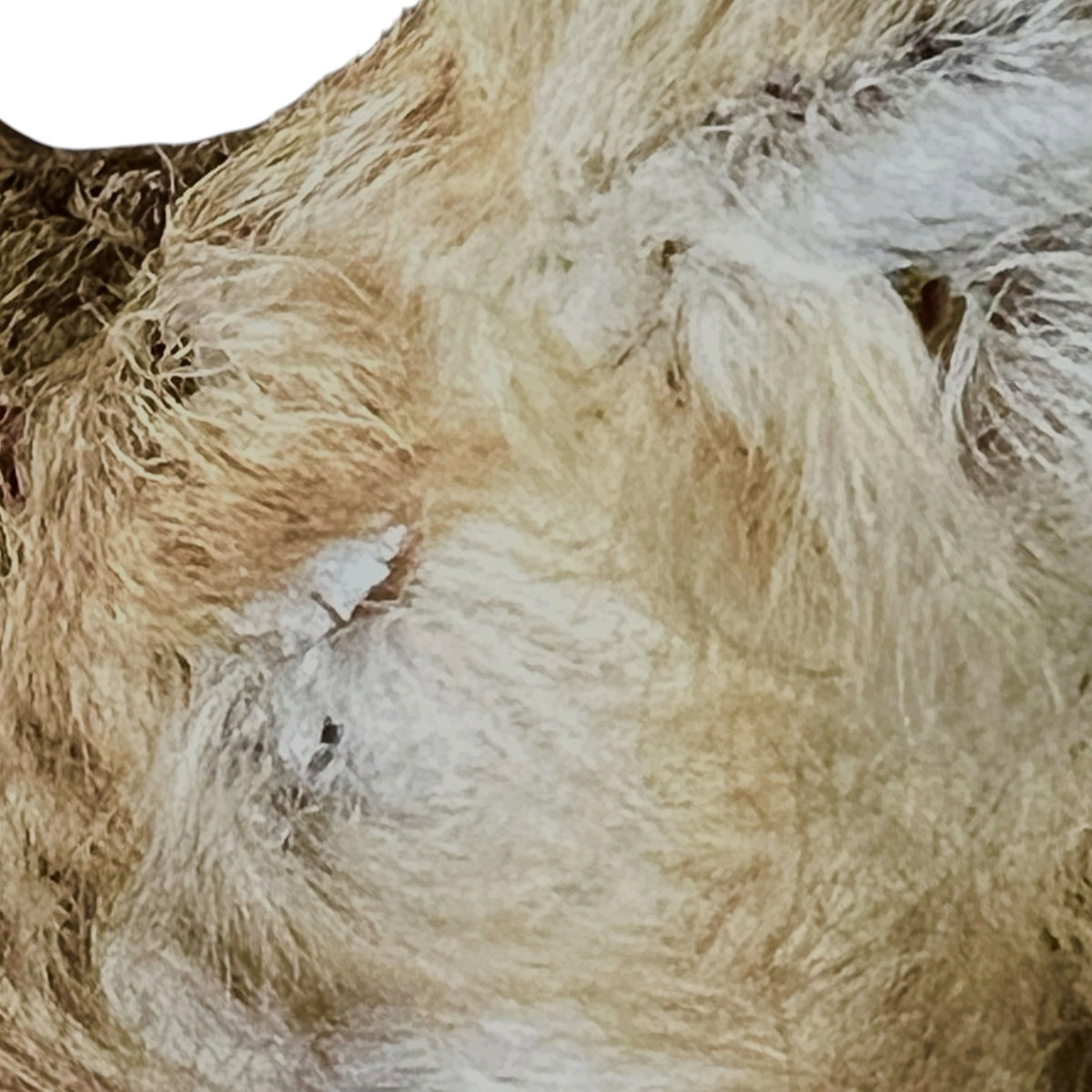 A close-up of a fluffy animal fur material in mixed cream, beige, and light brown tones, with some white areas and a small dark spot.