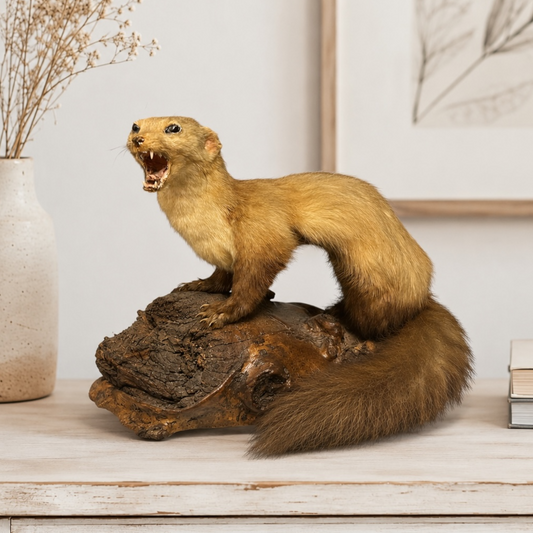 Vintage French taxidermy stoat or marten mounted on a natural wooden log base, displayed on a painted dresser with dried flowers and neutral country house decor.
