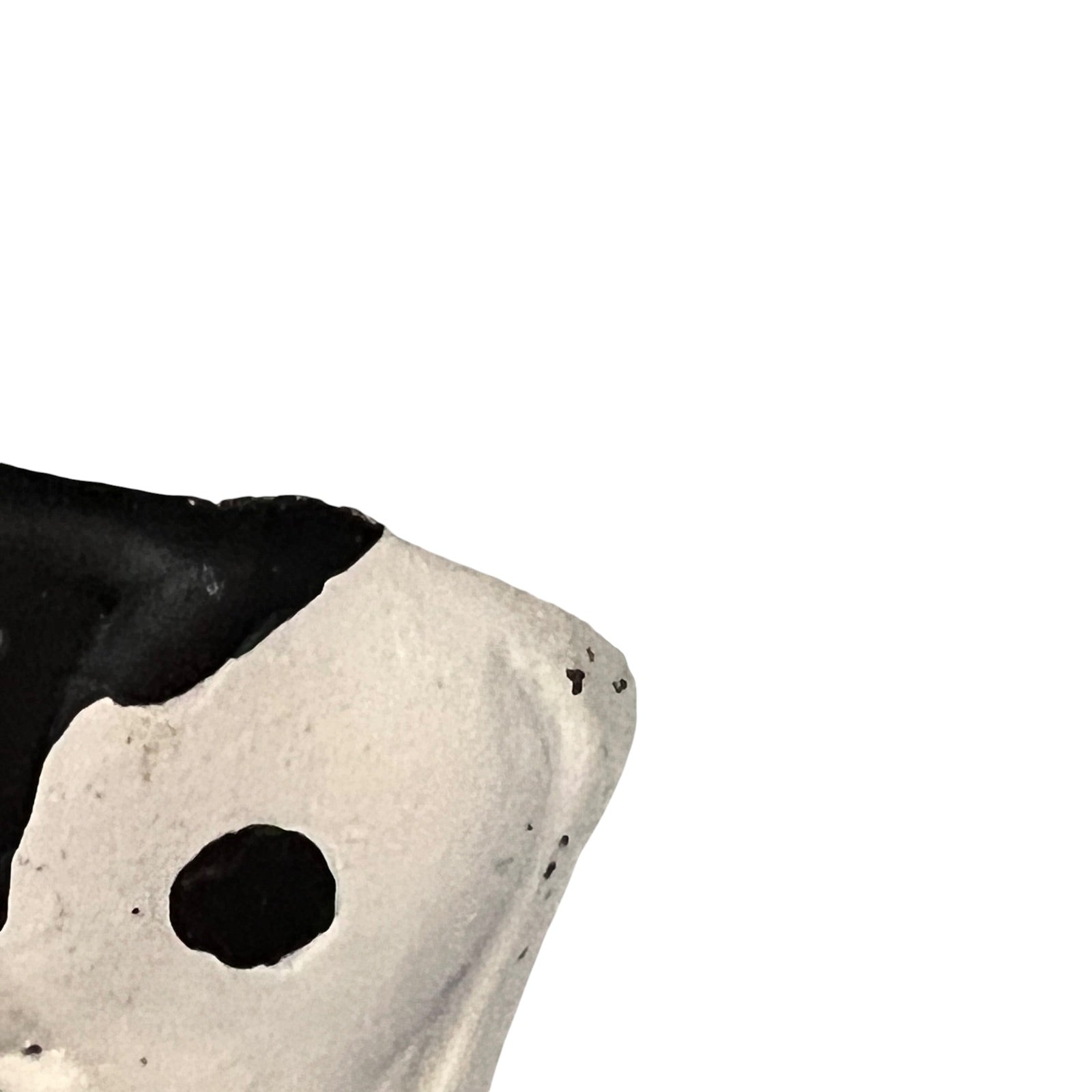 Close-up of a cow with black and white coloration on a white background