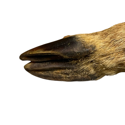 Close-up of a deer hoof with a white background