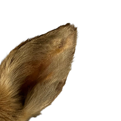 Close-up of a deer ear with visible wounds on a white background