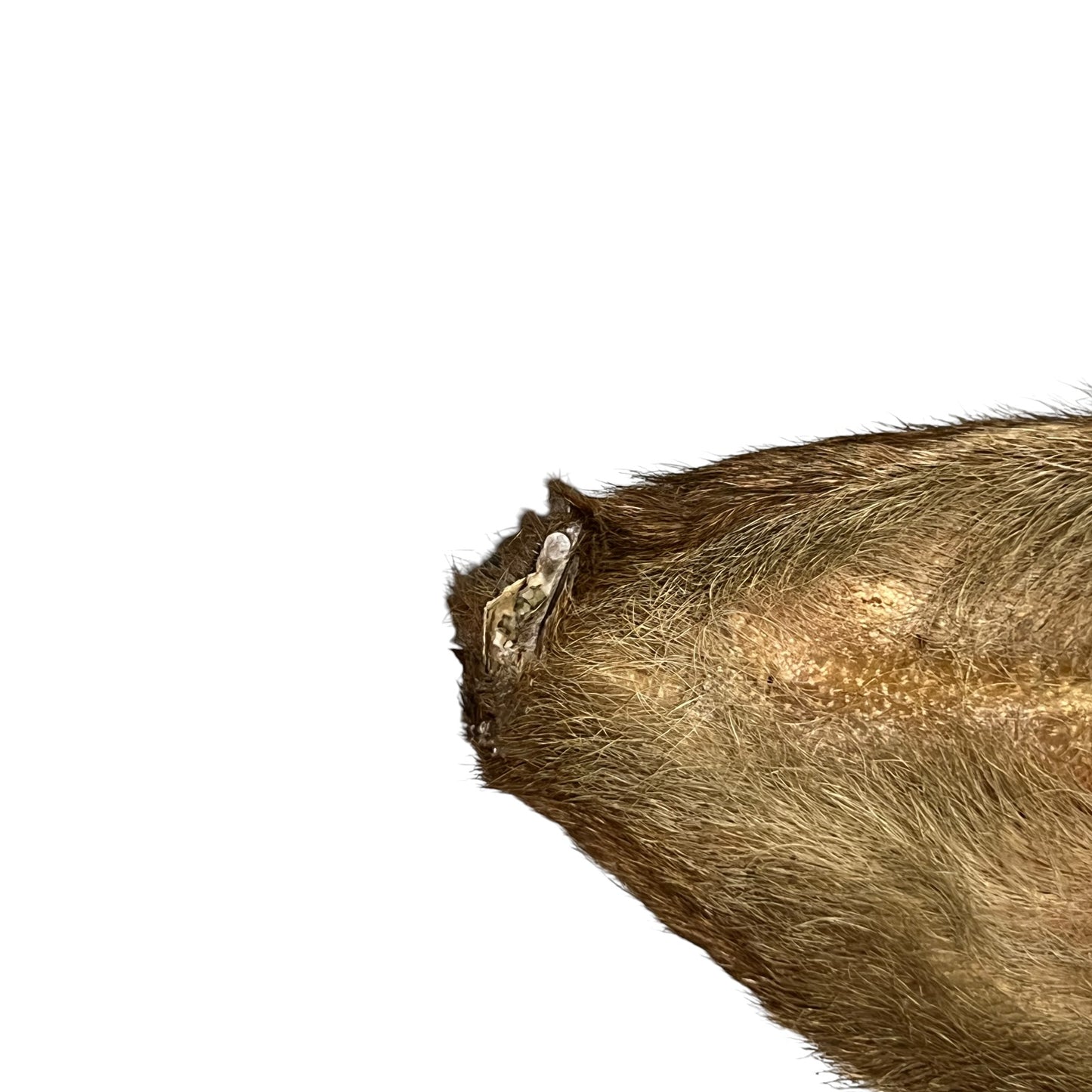 Close-up of a deer ear with visible wounds on a white background