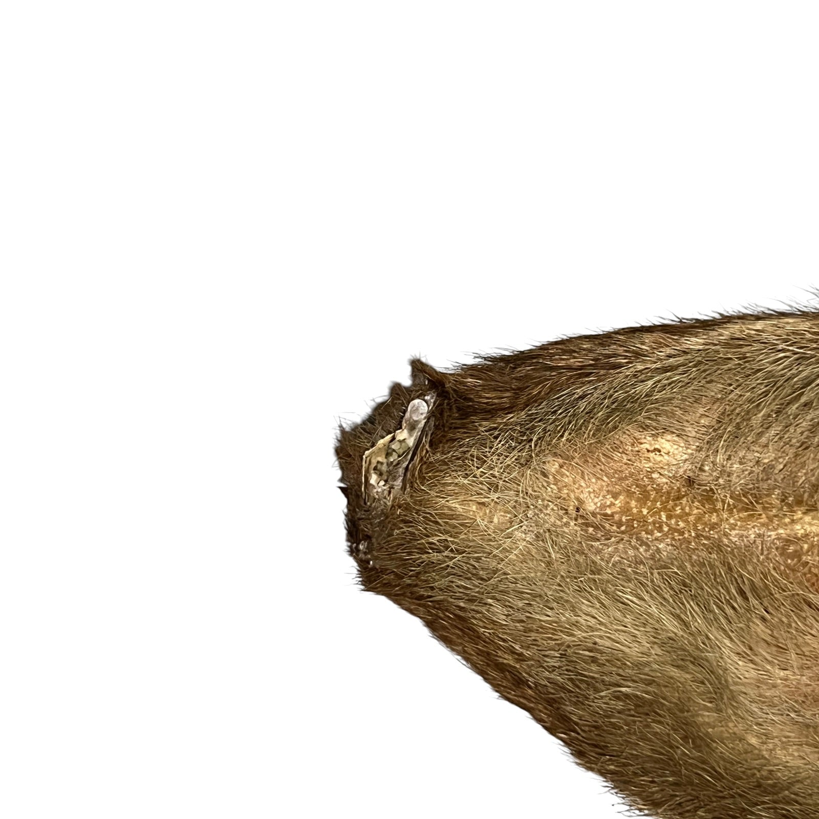 Close-up of a deer ear with visible wounds on a white background