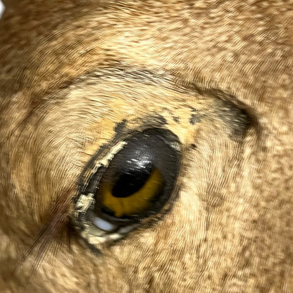 Close-up of a deer eye with visible wounds on a white background