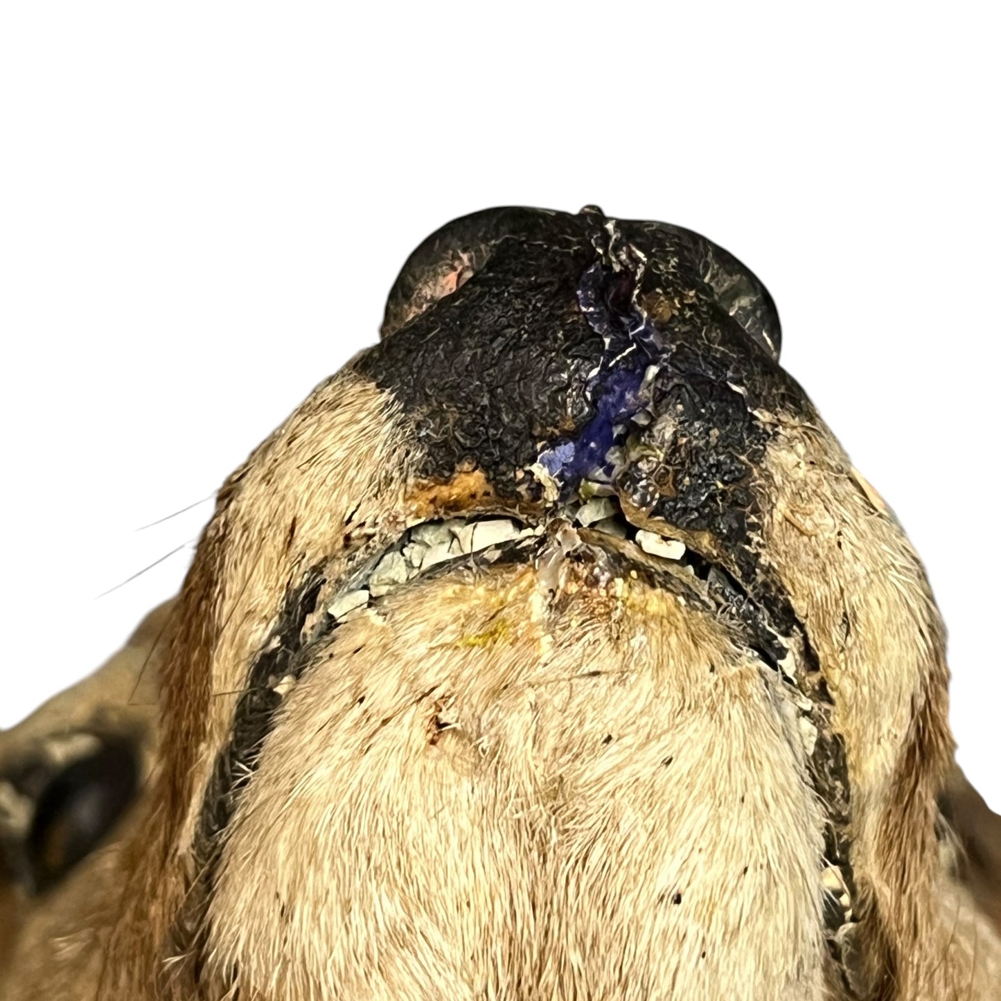 Close-up of a deer nose with visible wounds on a white background
