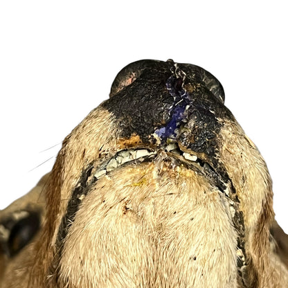 Close-up of a deer nose with visible wounds on a white background