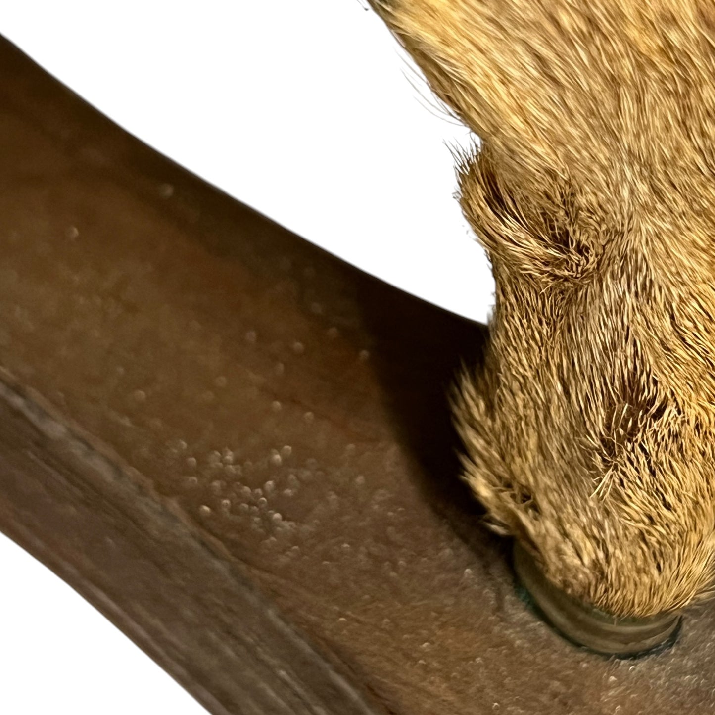 Close-up of a deer hoof on a wooden mount on a white background