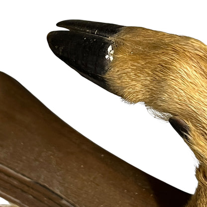 Close-up of a taxidermy deer hoof with a white background