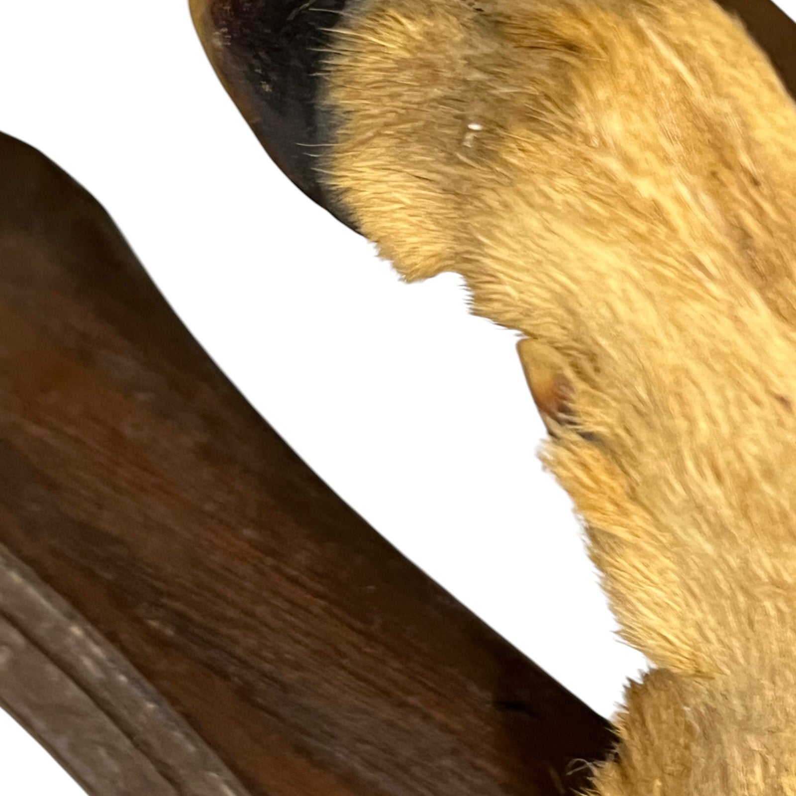 Close-up of a deer hoof with a white background