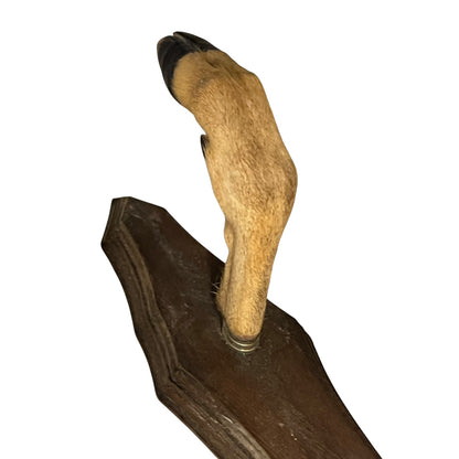 deer hoof on a wooden base with a white background