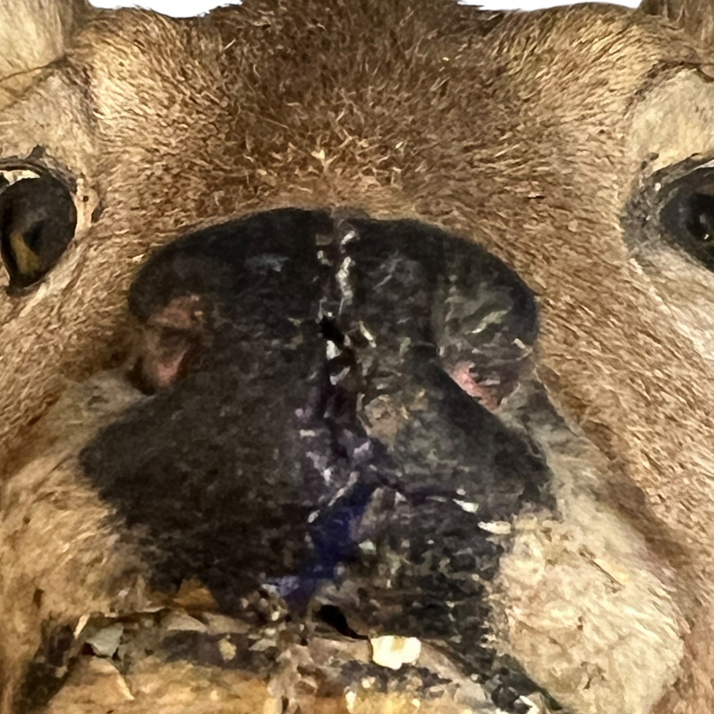 Close-up of a deer nose with visible wounds on a white background