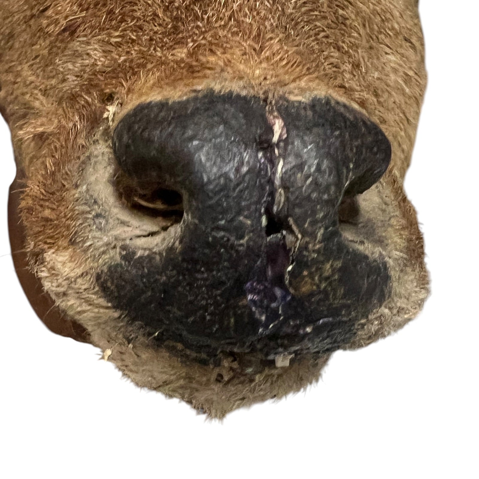 Close-up of a deer nose with visible wounds on a white background