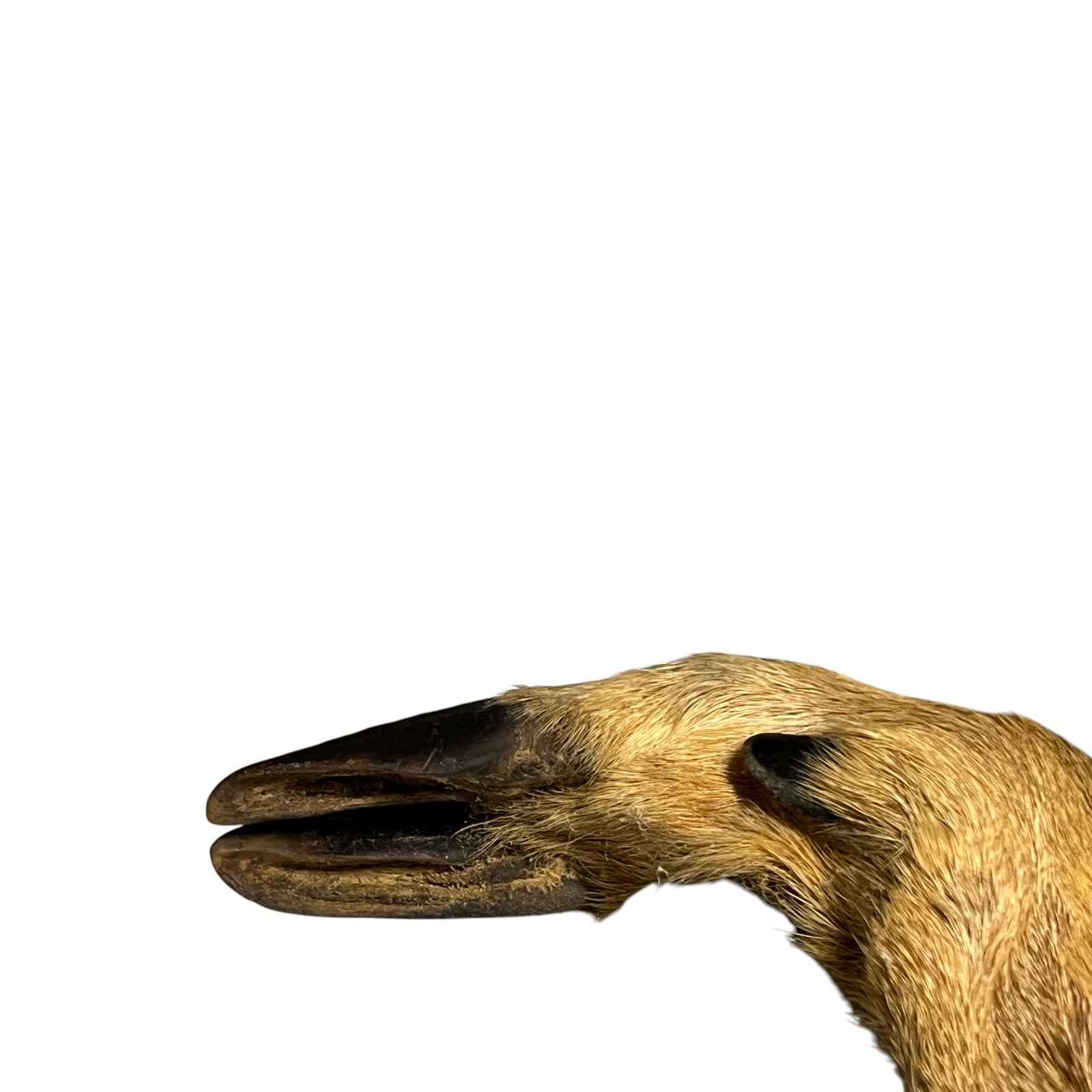 Close-up of a deer hoof on a white background