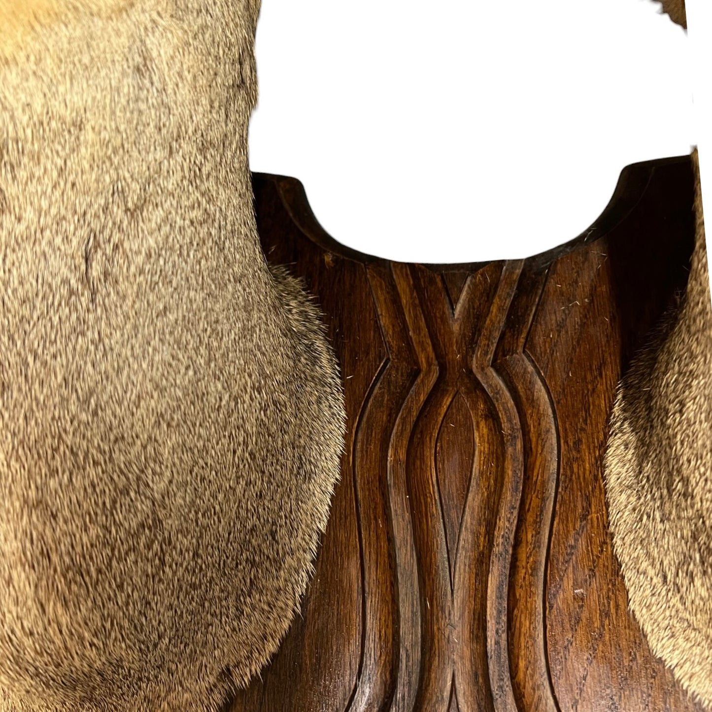 Close-up of a deer head mount  with a textured surface