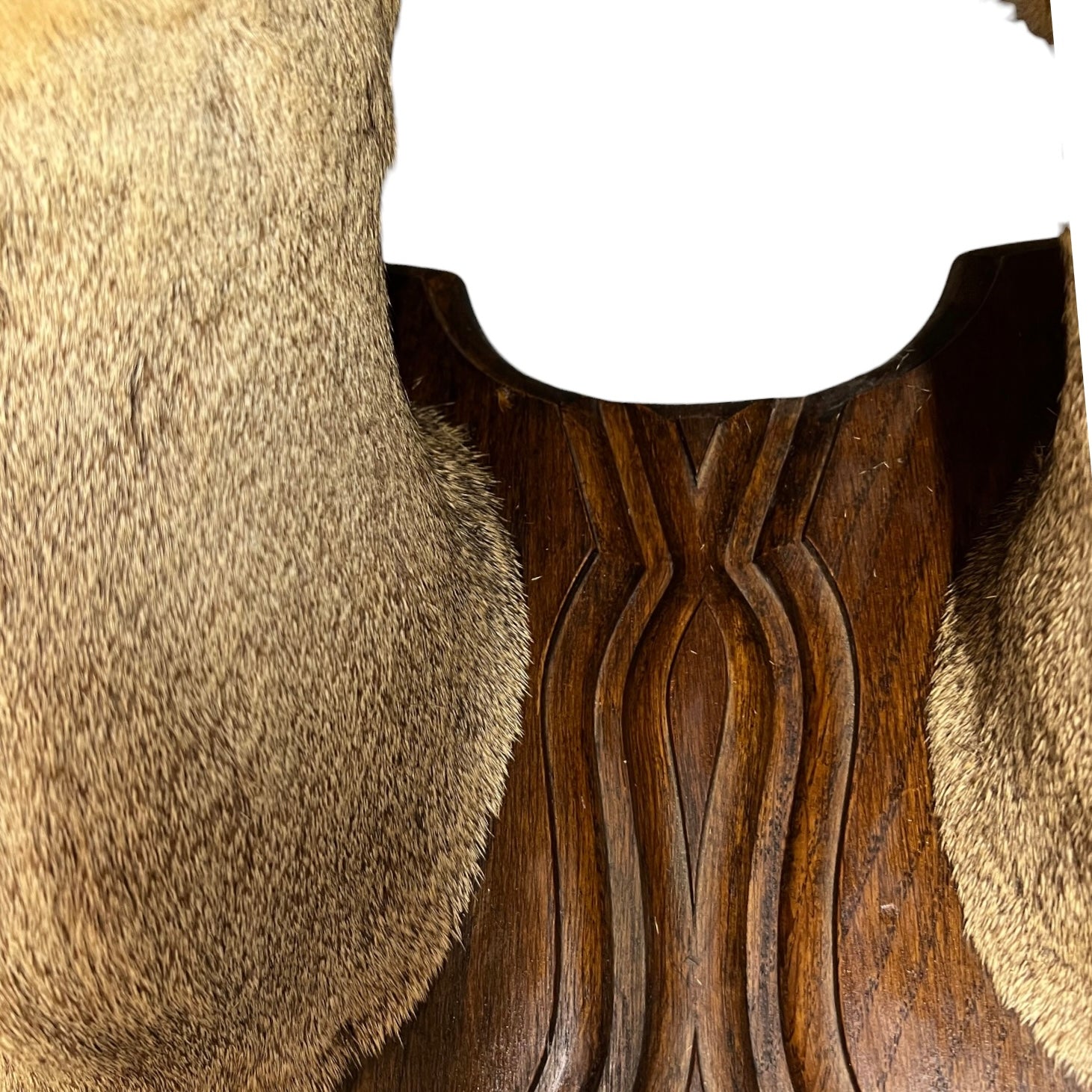 Close-up of a deer head mount  with a textured surface