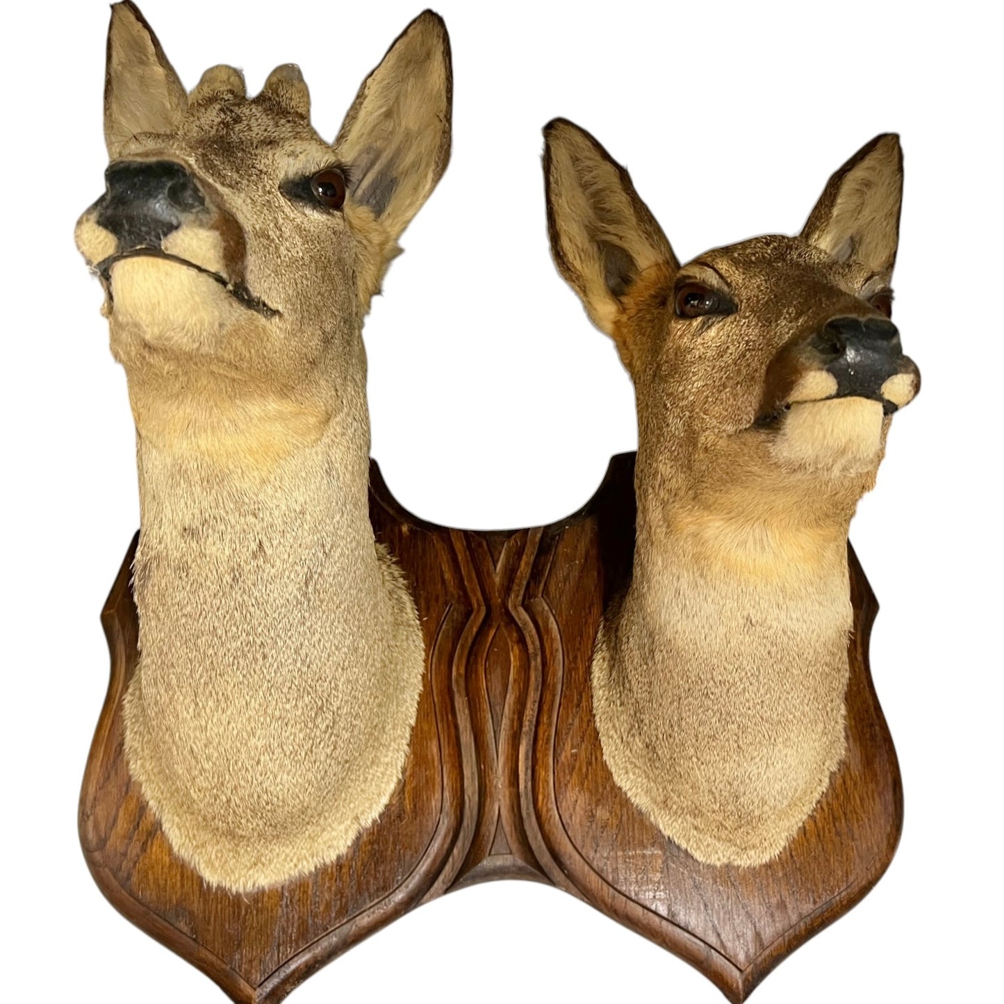 Two deer heads mounted on a wooden plaque against a white background