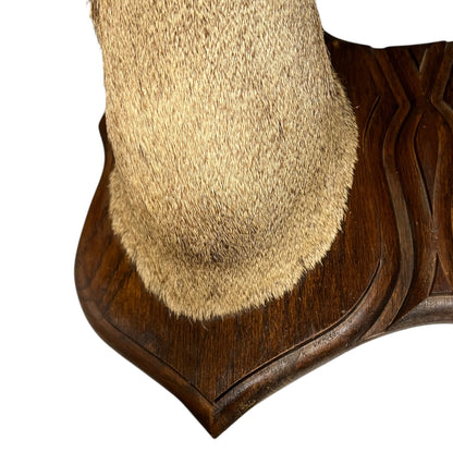 Close-up of a mounted deer on a wooden plaque with a white background