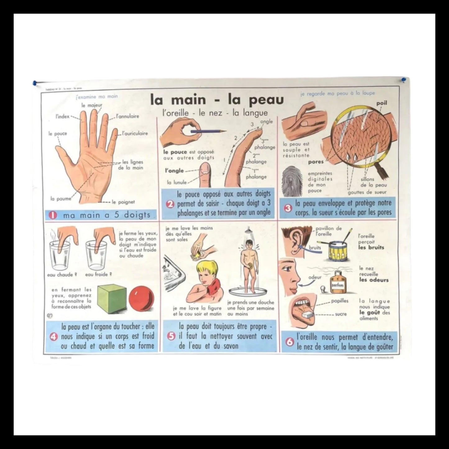 Vintage French Double Sided School Biology Poster, Wall Art 1960s 91cm X 68cm