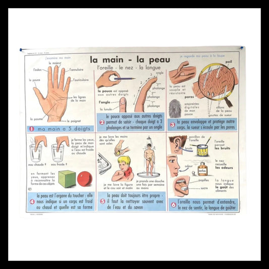 image french double sided biology poster teaching aid 