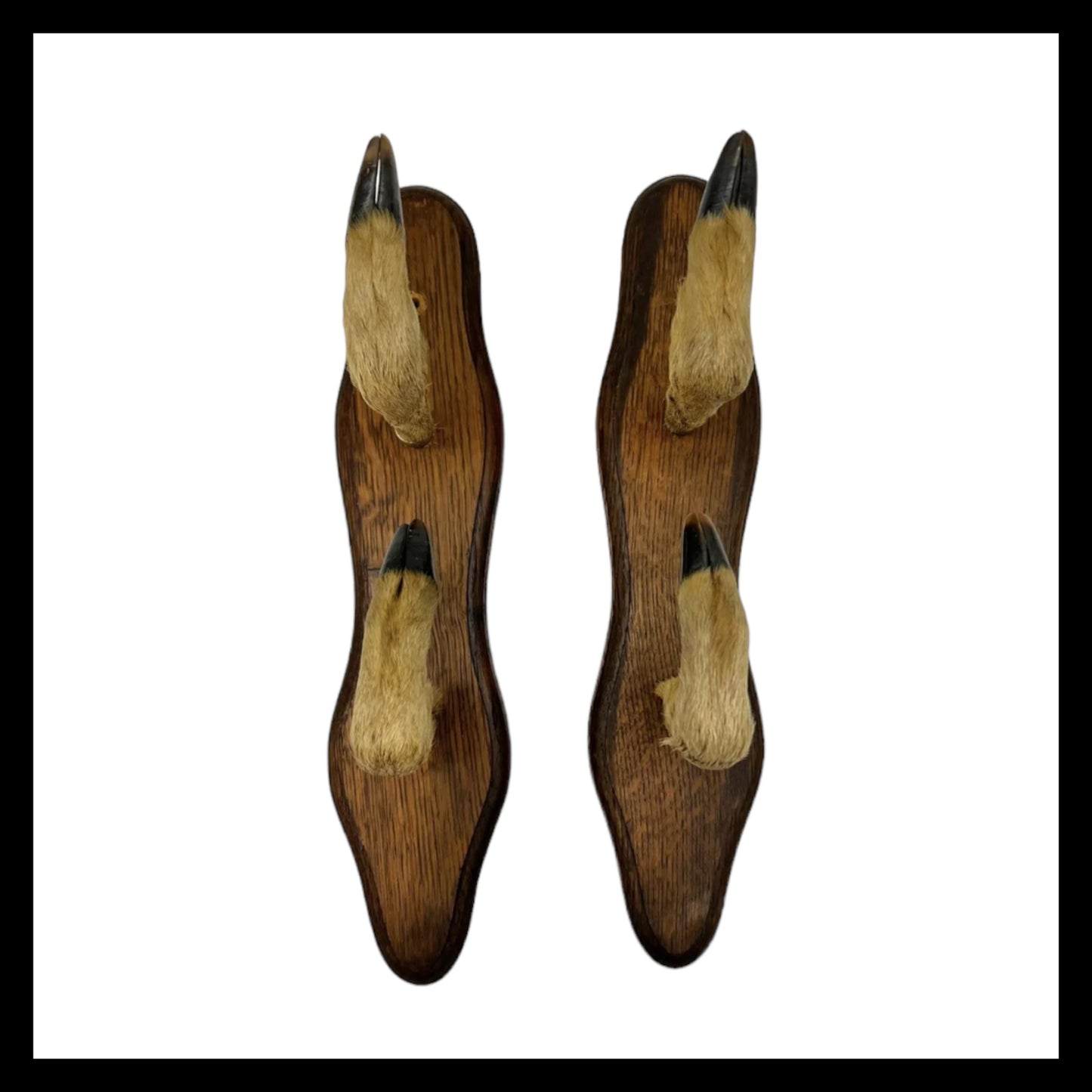 French taxidermy deer hoof coat hooks or gun rack sold by All Things French Store