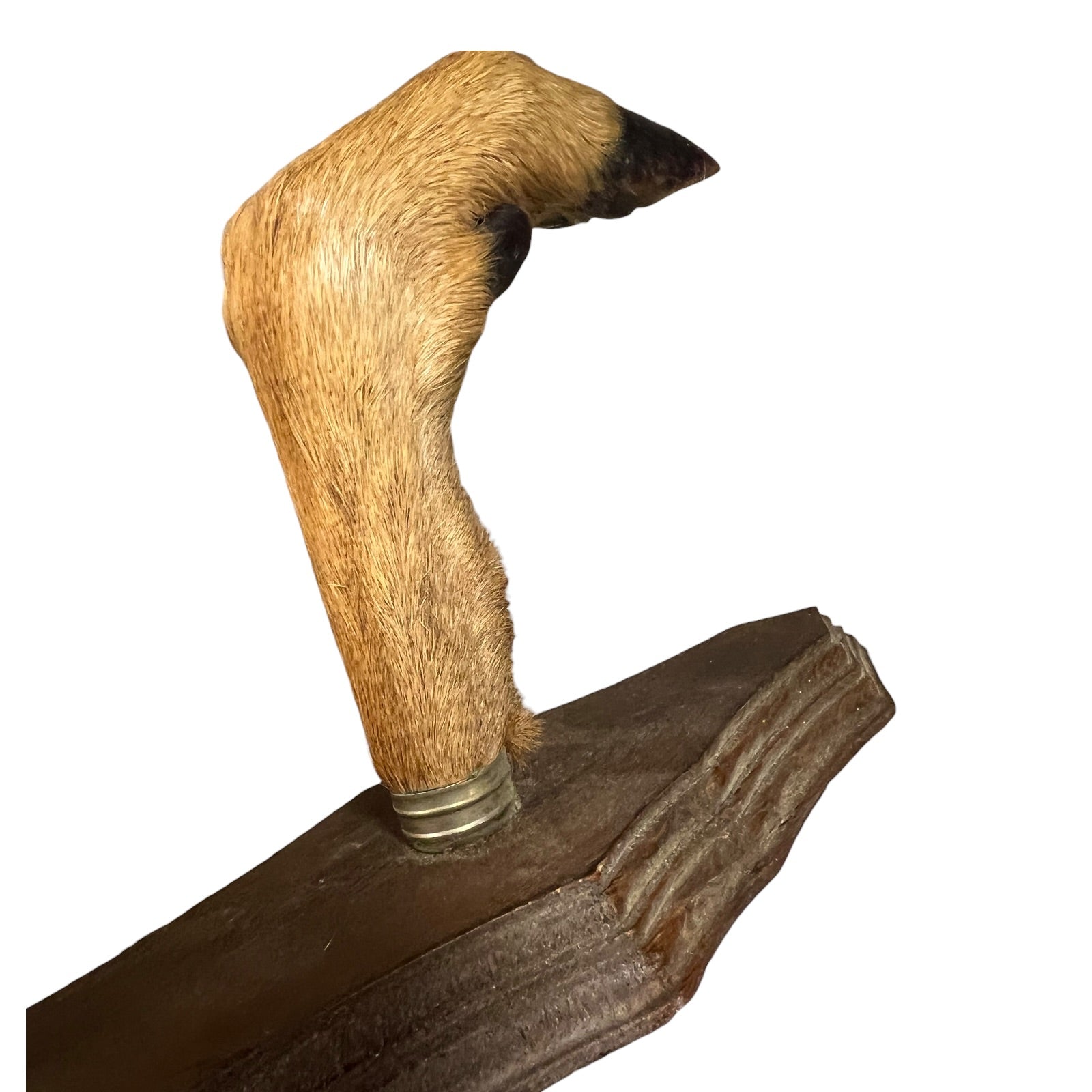Taxidermy deer hoof on a wooden base against a white background