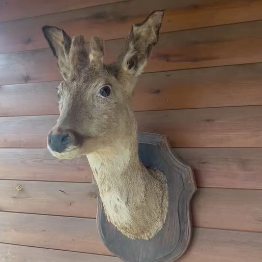 video of a deer head on a wooden background 