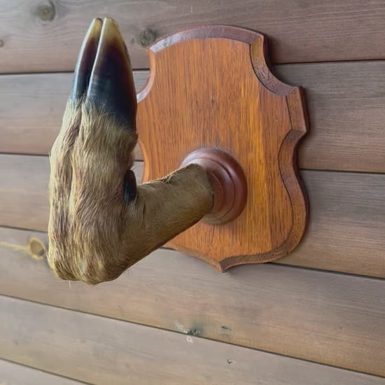 Large Taxidermy Roe Deer Hoof, French Coat Hook, Hat Rack, Umbrella Holder 