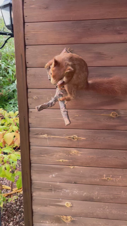 Vintage French Taxidermy Red Squirrel | Mounted Wall or Freestanding Display