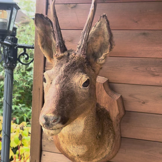 video of taxidermy deer head