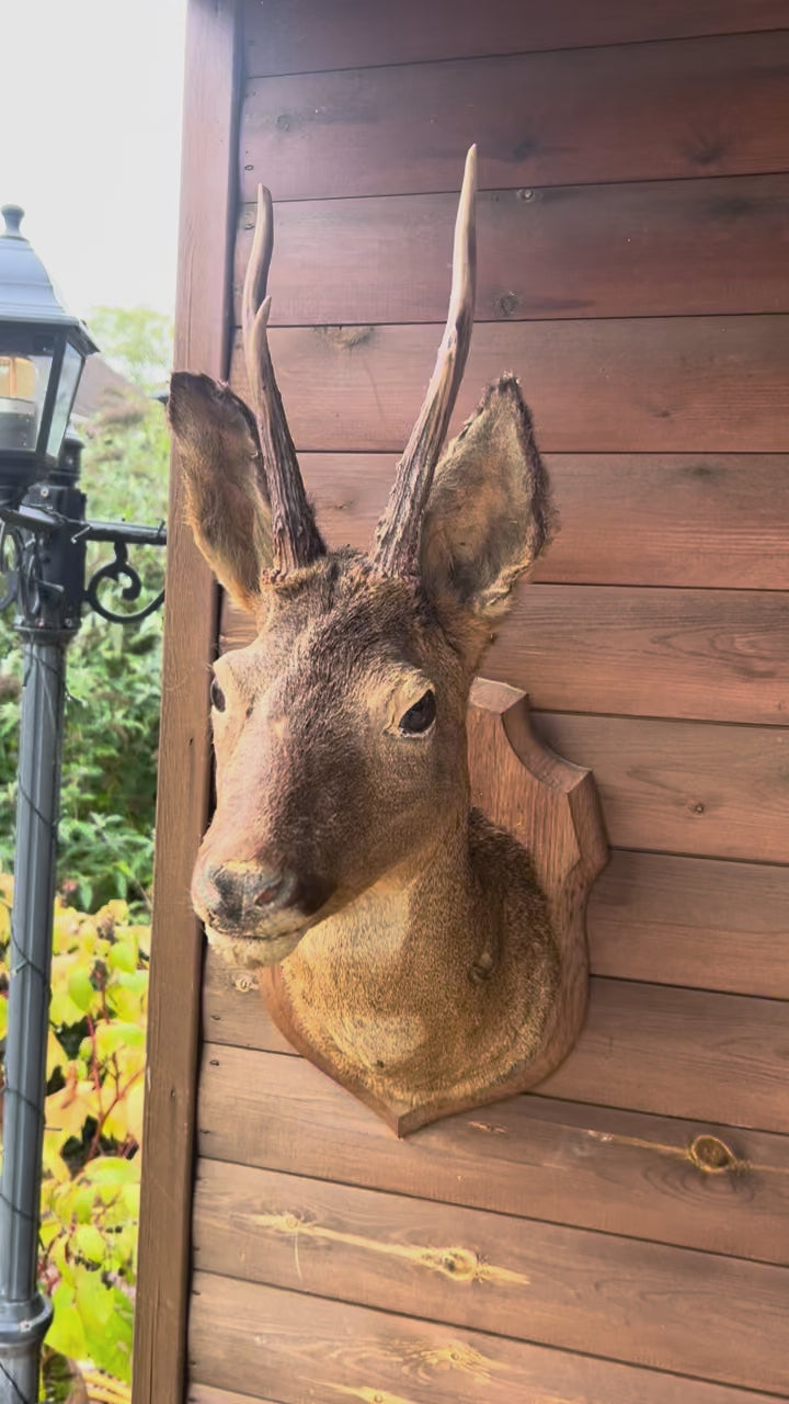 video of taxidermy deer head