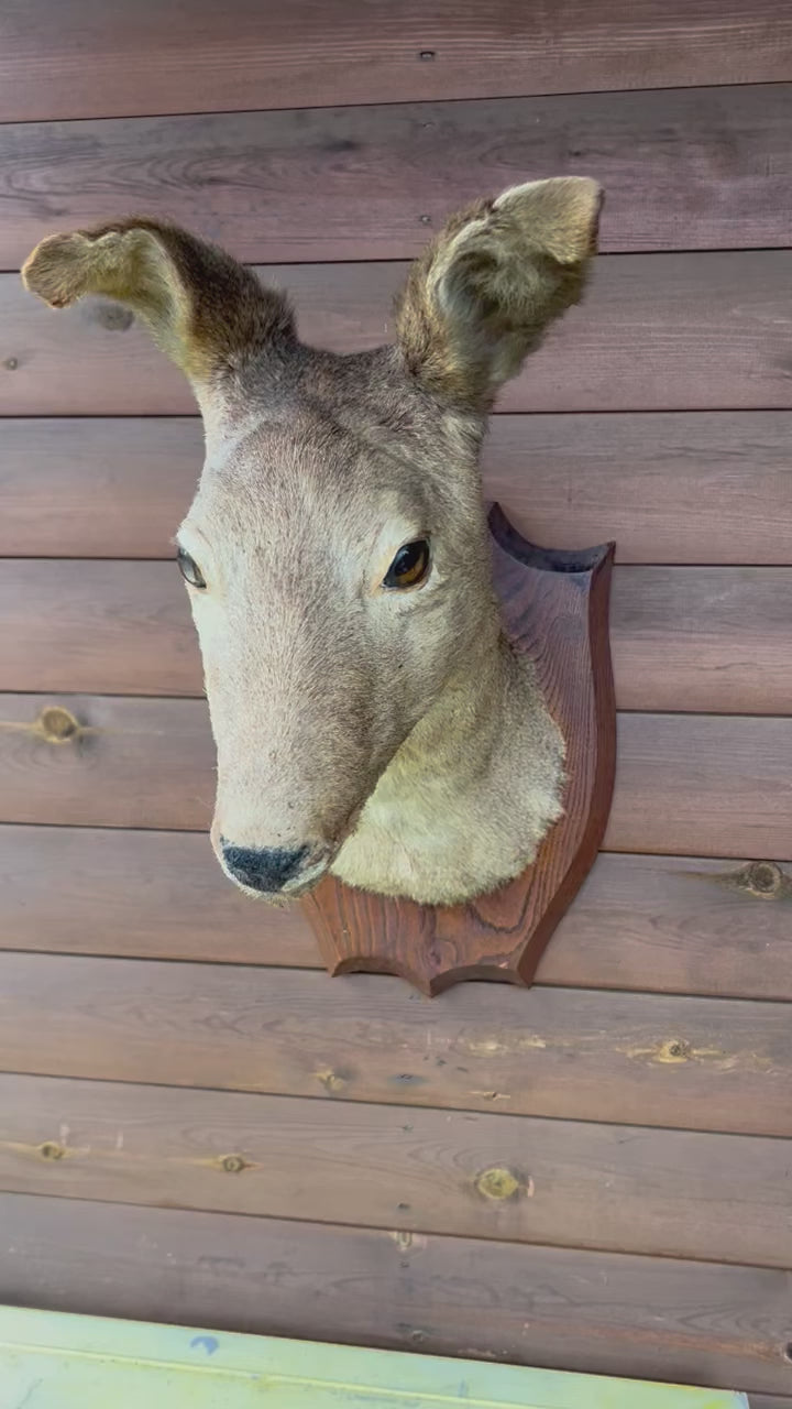 Taxidermy Deer Head, Roe Deer Wall Mounted, Stuffed Mount, Gift for Hunter