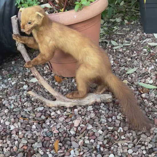 video of a taxidermy small animal with a white background