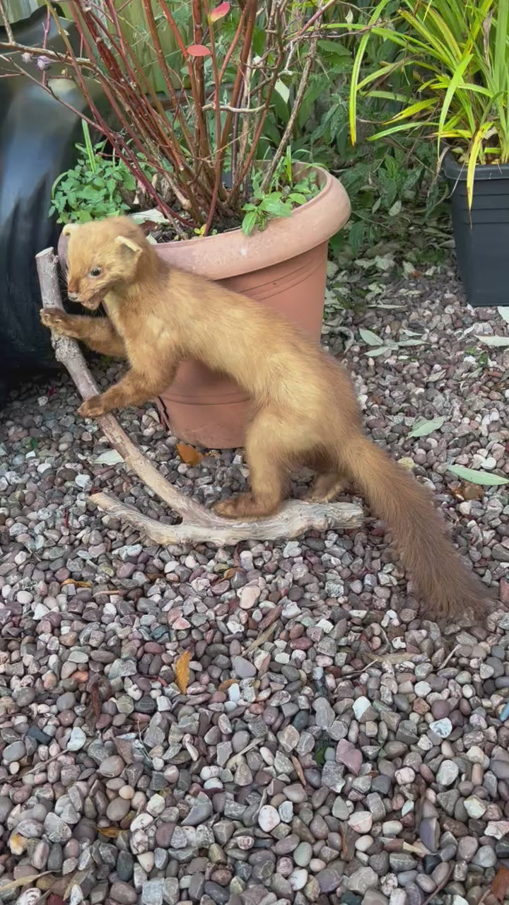 video of a taxidermy small animal with a white background
