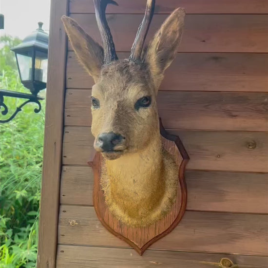 video of French vintage taxidermy deer head on wooden mount for sale from All Things French Store