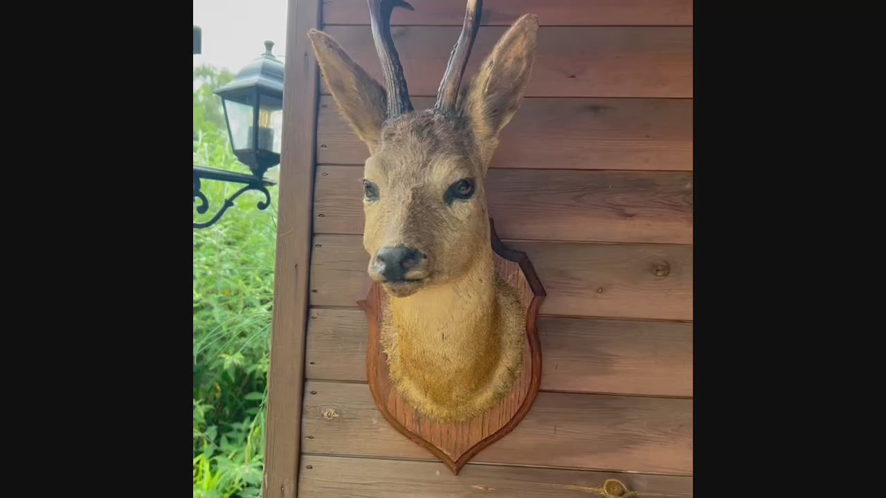 video of French vintage taxidermy deer head on wooden mount for sale from All Things French Store