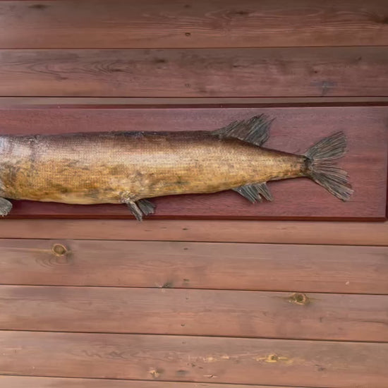 Vintage Taxidermy Fish, Large French Mounted Full Body Stuffed Pike