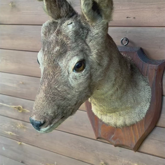 Taxidermy Deer Head, Roe Deer Wall Mounted, Stuffed Mount, Gift for Hunter