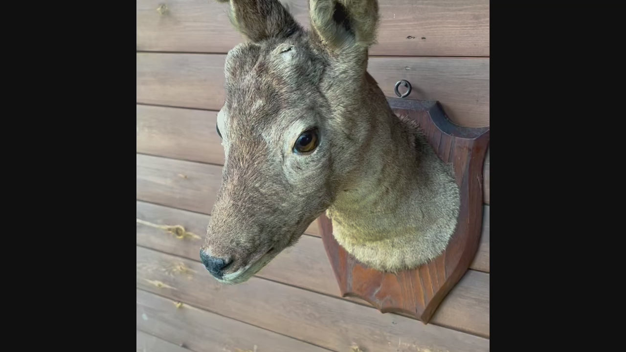 Taxidermy Deer Head, Roe Deer Wall Mounted, Stuffed Mount, Gift for Hunter