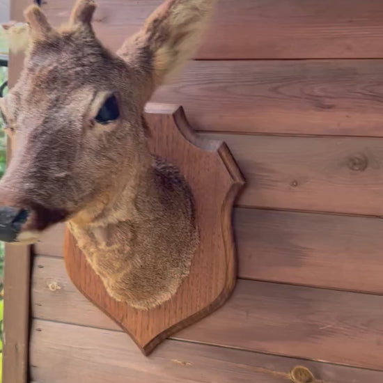 video of French taxidermy deer head 