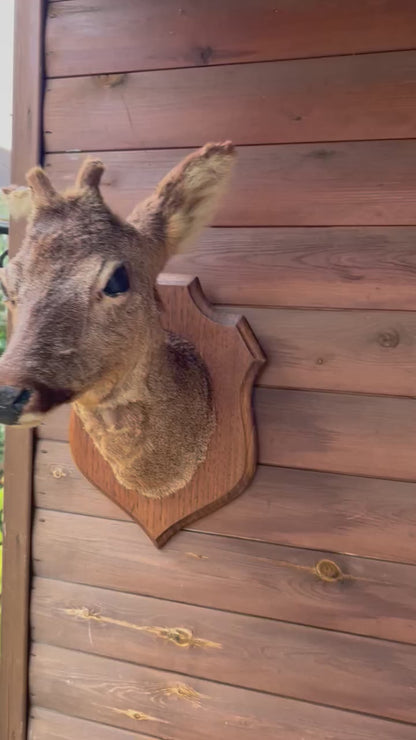 video of French taxidermy deer head 