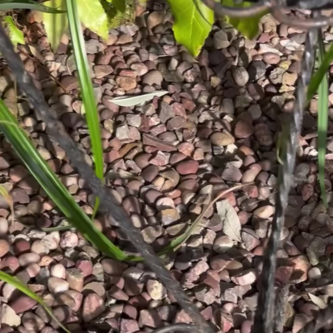 Video of a vintage retro mid-century 50s and 60s French scrolled wrought iron garden pot plant stand set against a garden on gravel