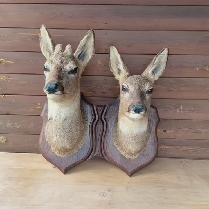 video of a pair of double mounted French taxidermy deer heads 